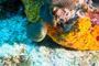 slides/_MG_5283_Edit.jpg Coral Sea Fans Rocks, Moray, Underwater _MG_5283_Edit