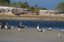 slides/_MG_5324.jpg Pelican _MG_5324