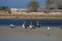 slides/_MG_5326.jpg Pelican _MG_5326