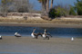 slides/_MG_5327.jpg Pelican _MG_5327