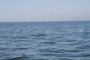 slides/_MG_5350.jpg Dolphin _MG_5350