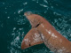 slides/IMG_1183.jpg Nurse Shark, Underwater IMG_1183