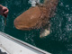 slides/IMG_1186.jpg Nurse Shark, Underwater IMG_1186