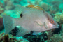 slides/_MG_0701-Edit.jpg eye, hogfish _MG_0701-Edit