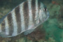 slides/_MG_0707.jpg Sheepshead _MG_0707