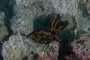 slides/_MG_0740.jpg Florida Regal Sea Goddess Nudibranch _MG_0740