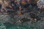 slides/_MG_0745.jpg Arrow Crab, Underwater _MG_0745