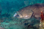 slides/_MG_0767-Edit.jpg Grouper, Underwater _MG_0767-Edit