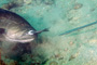 slides/_MG_0774-Edit.jpg Grouper, Underwater _MG_0774-Edit