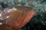 slides/_MG_0779-Edit.jpg Grouper, Underwater, eye _MG_0779-Edit