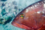 slides/_MG_0783-Edit.jpg Grouper, Underwater, eye _MG_0783-Edit