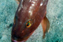 slides/_MG_0784-Edit.jpg Grouper, Underwater, eye _MG_0784-Edit