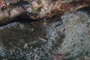 slides/_MG_0822.jpg Arrow Crab, Underwater _MG_0822