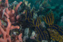 slides/_MG_0824.jpg Florida Regal Sea Goddess Nudibranch _MG_0824