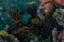 slides/_MG_0827.jpg Florida Regal Sea Goddess Nudibranch _MG_0827