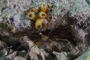 slides/_MG_0839.jpg Arrow Crab, Underwater _MG_0839