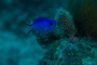 slides/_MG_1019.jpg Coral Sea Fans Rocks, Underwater, eye _MG_1019