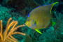 slides/_MG_1023-Edit.jpg Angelfish, Coral Sea Fans Rocks, Queen Angel, Underwater, eye _MG_1023-Edit