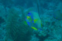 slides/_MG_1027.jpg Angelfish, Coral Sea Fans Rocks, Queen Angel, Underwater, eye _MG_1027