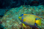 slides/_MG_1030-Edit.jpg Angelfish, Coral Sea Fans Rocks, Queen Angel, Underwater _MG_1030-Edit