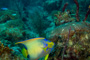 slides/_MG_1032-Edit.jpg Angelfish, Coral Sea Fans Rocks, Queen Angel, Underwater _MG_1032-Edit