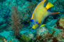 slides/_MG_1034-Edit.jpg Angelfish, Coral Sea Fans Rocks, Queen Angel, Underwater _MG_1034-Edit