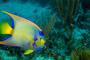 slides/_MG_1035-Edit.jpg Angelfish, Coral Sea Fans Rocks, Queen Angel, Underwater _MG_1035-Edit