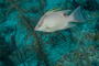 slides/_MG_1049.jpg Coral Sea Fans Rocks, Underwater, hogfish _MG_1049