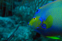 slides/_MG_1050-Edit.jpg Angelfish, Coral Sea Fans Rocks, Queen Angel, Underwater, eye _MG_1050-Edit