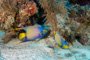 slides/_MG_1060-Edit.jpg Angelfish, Coral Sea Fans Rocks, Queen Angel, Underwater _MG_1060-Edit