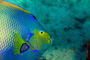 slides/_MG_1079-Edit.jpg Angelfish, Coral Sea Fans Rocks, Queen Angel, Underwater _MG_1079-Edit