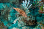 slides/_MG_1089-Edit.jpg Coral Sea Fans Rocks, Lionfish, Underwater _MG_1089-Edit