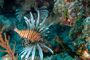 slides/_MG_1090-Edit.jpg Coral Sea Fans Rocks, Lionfish, Underwater _MG_1090-Edit