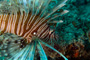 slides/_MG_1091-Edit.jpg Coral Sea Fans Rocks, Lionfish, Underwater, eye _MG_1091-Edit