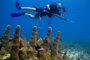 slides/_MG_1121-Edit.jpg Coral Sea Fans Rocks, Kyle, Pillar Coral, Underwater _MG_1121-Edit