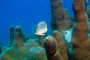 slides/_MG_1125-Edit.jpg Butterflyfish, Coral Sea Fans Rocks, Pillar Coral, Underwater _MG_1125-Edit