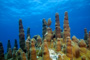 slides/_MG_1127-Edit.jpg Coral Sea Fans Rocks, Pillar Coral, Underwater _MG_1127-Edit