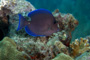 slides/_MG_1131-Edit.jpg Blue Tang, Coral Sea Fans Rocks, Underwater _MG_1131-Edit