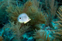 slides/_MG_1134-Edit.jpg Butterflyfish, Coral Sea Fans Rocks, Underwater _MG_1134-Edit