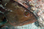 slides/_MG_1166-Edit.jpg Coral Sea Fans Rocks, Grouper, Underwater, eye _MG_1166-Edit