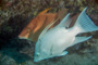 slides/_MG_1174-Edit.jpg Coral Sea Fans Rocks, Underwater, hogfish _MG_1174-Edit