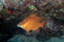 slides/_MG_1176-Edit.jpg Coral Sea Fans Rocks, Underwater, eye, hogfish _MG_1176-Edit