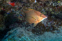 slides/_MG_1178-Edit.jpg Coral Sea Fans Rocks, Underwater, eye, hogfish _MG_1178-Edit