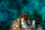 slides/_MG_1191-Edit.jpg Christmas Tree Worm, Coral Sea Fans Rocks, Underwater _MG_1191-Edit