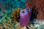 slides/_MG_1219-Edit.jpg Coral Sea Fans Rocks, Underwater _MG_1219-Edit