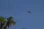 slides/_MG_1516.jpg Osprey _MG_1516