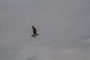 slides/_MG_1525.jpg Osprey _MG_1525