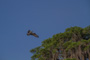 slides/_MG_1623.jpg Osprey _MG_1623