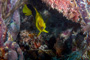 slides/_MG_1704-Edit.jpg Coral Sea Fans Rocks, Rock Beauty, Underwater _MG_1704-Edit