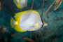 slides/_MG_1707-Edit.jpg Butterflyfish, Coral Sea Fans Rocks, Underwater _MG_1707-Edit